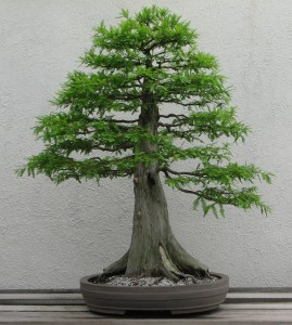 Formal Upright Style Bonsai - Bonsai Styles