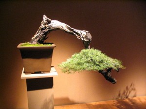 Cascade Bonsai Style - Bonsai Styles