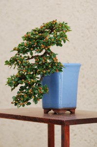 Semi-Cascade Bonsai Style - Bonsai Styles