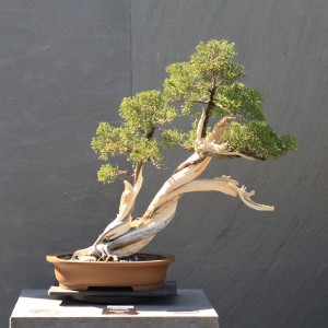 Slant Bonsai Style - Bonsai Styles