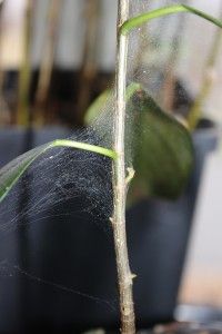 how to kill spider mites 2