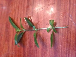 Trimmed Bonsai Cutting