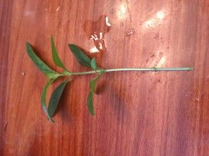 Bonsai Cutting