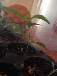 Stuck Bonsai Cuttings