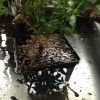 How to Water a Bonsai
