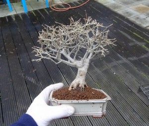 Shohin Bonsai