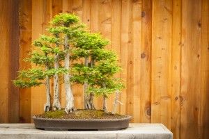 Bald Cypress Bonsai