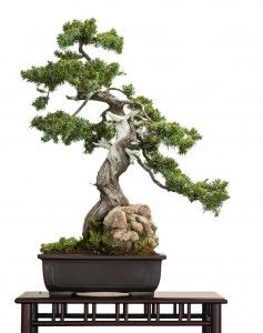 Juniper Bonsai