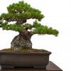 Old Japanese Black Pine Bonsai