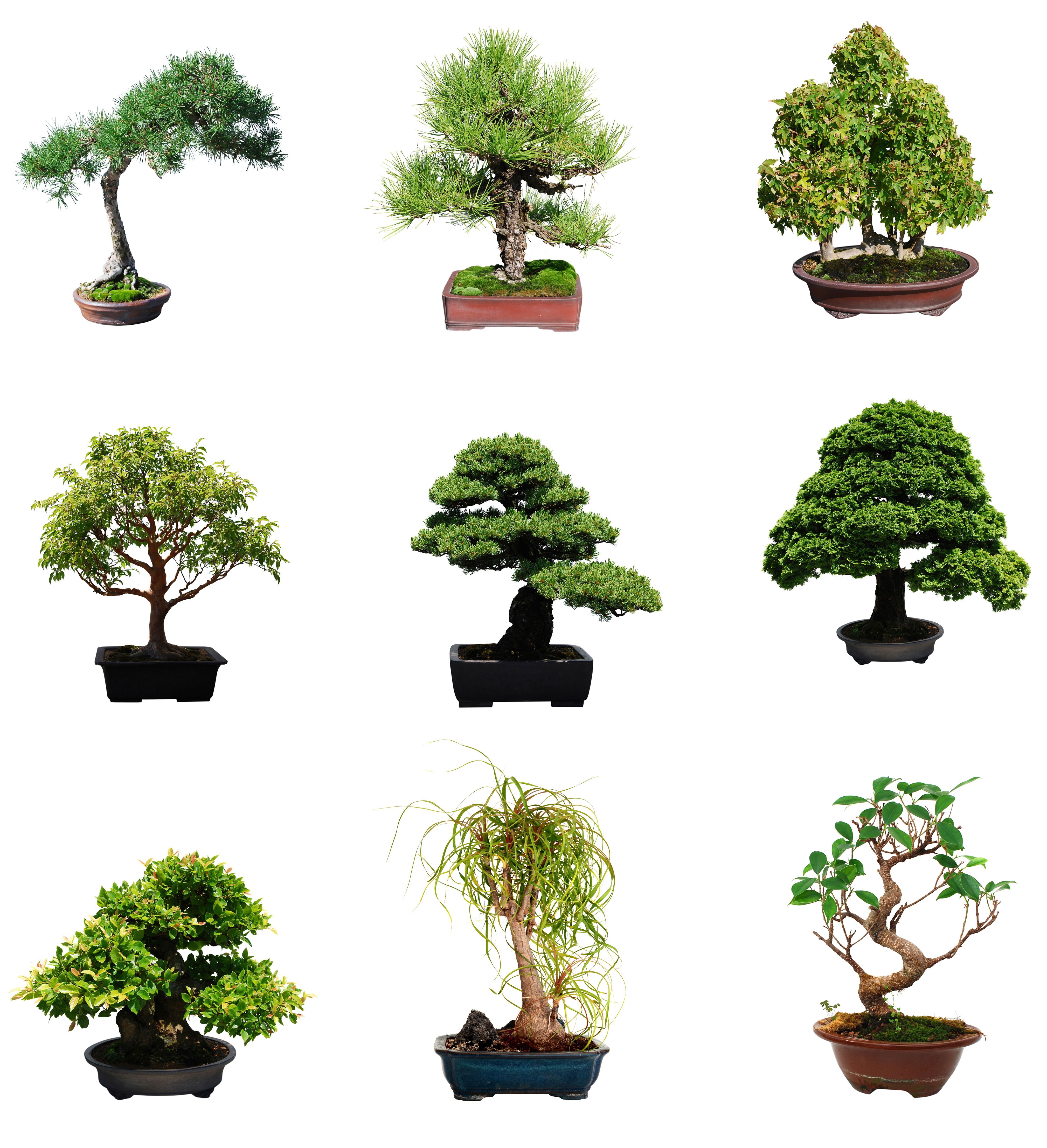 Bonsai Pots | How to Take Care of a Bonsai Tree