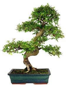 Chinese Elm Bonsai