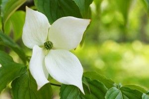 Dogwood Bonsai