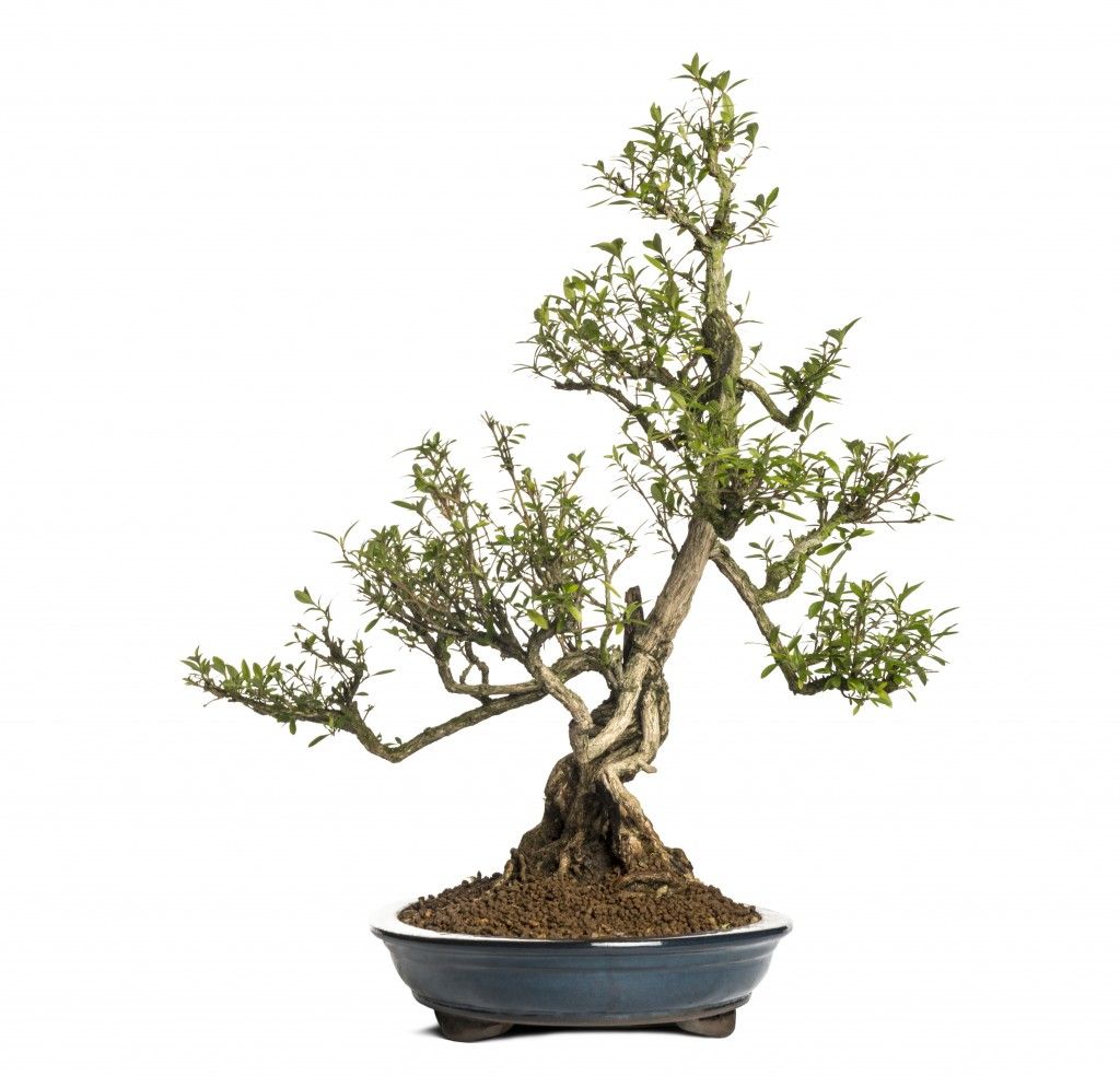 Serissa Bonsai How to Take Care of a Bonsai Tree