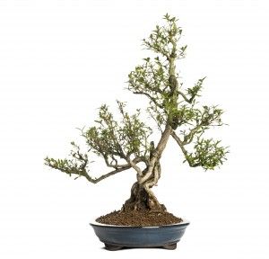 Serissa Bonsai - Indoor Bonsai Tree