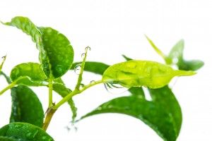 Bonsai Care - How to Water a Bonsai