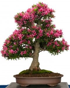 Azalea Bonsai - Indoor Bonsa Tree