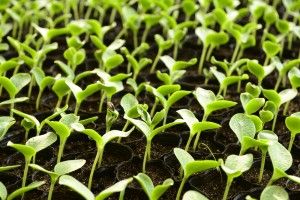 Bonsai Seedlings