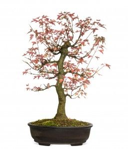 Trident Maple Bonsai