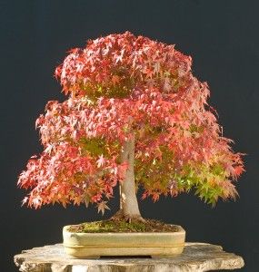 Japanese Maple Bonsai