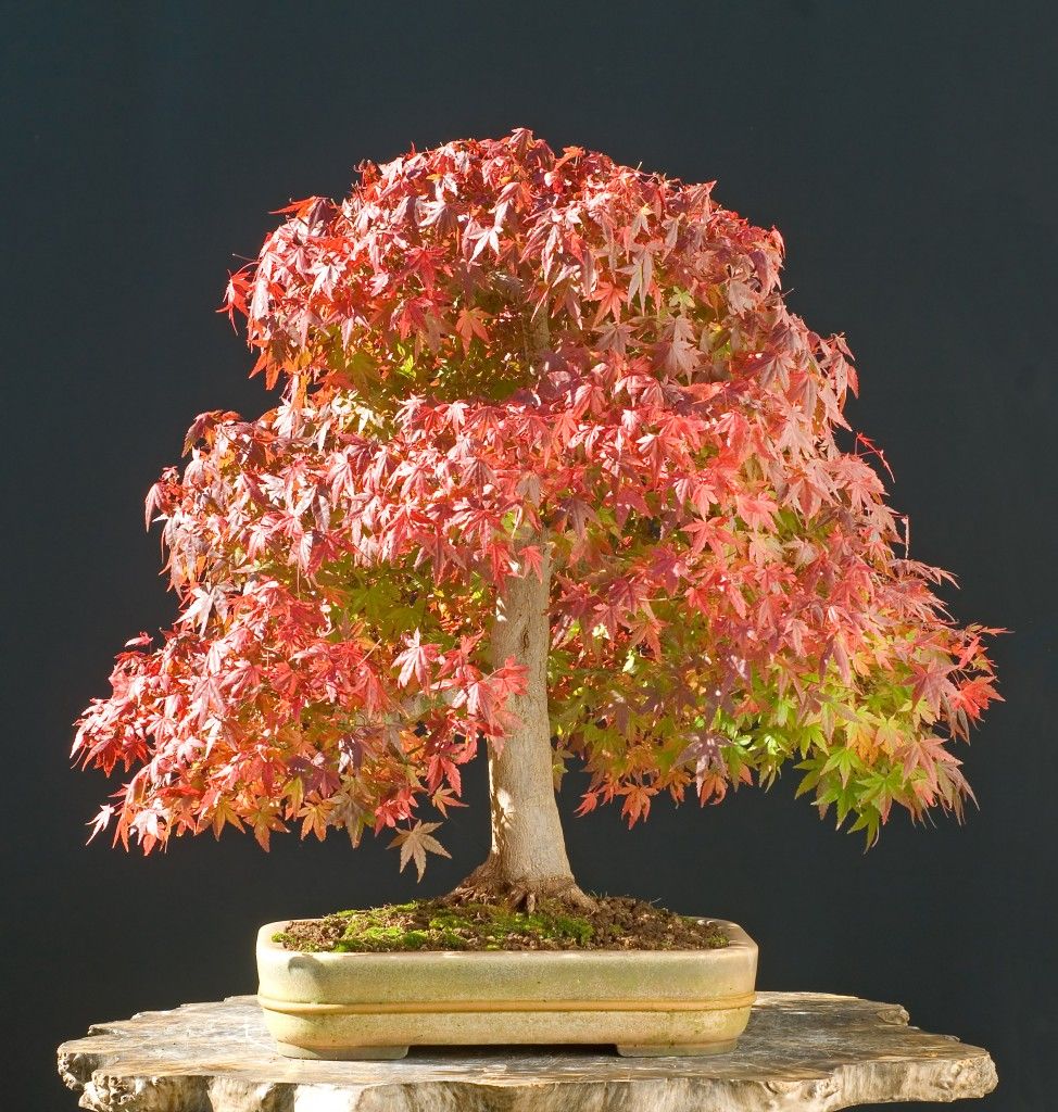 bonsai japanese maple