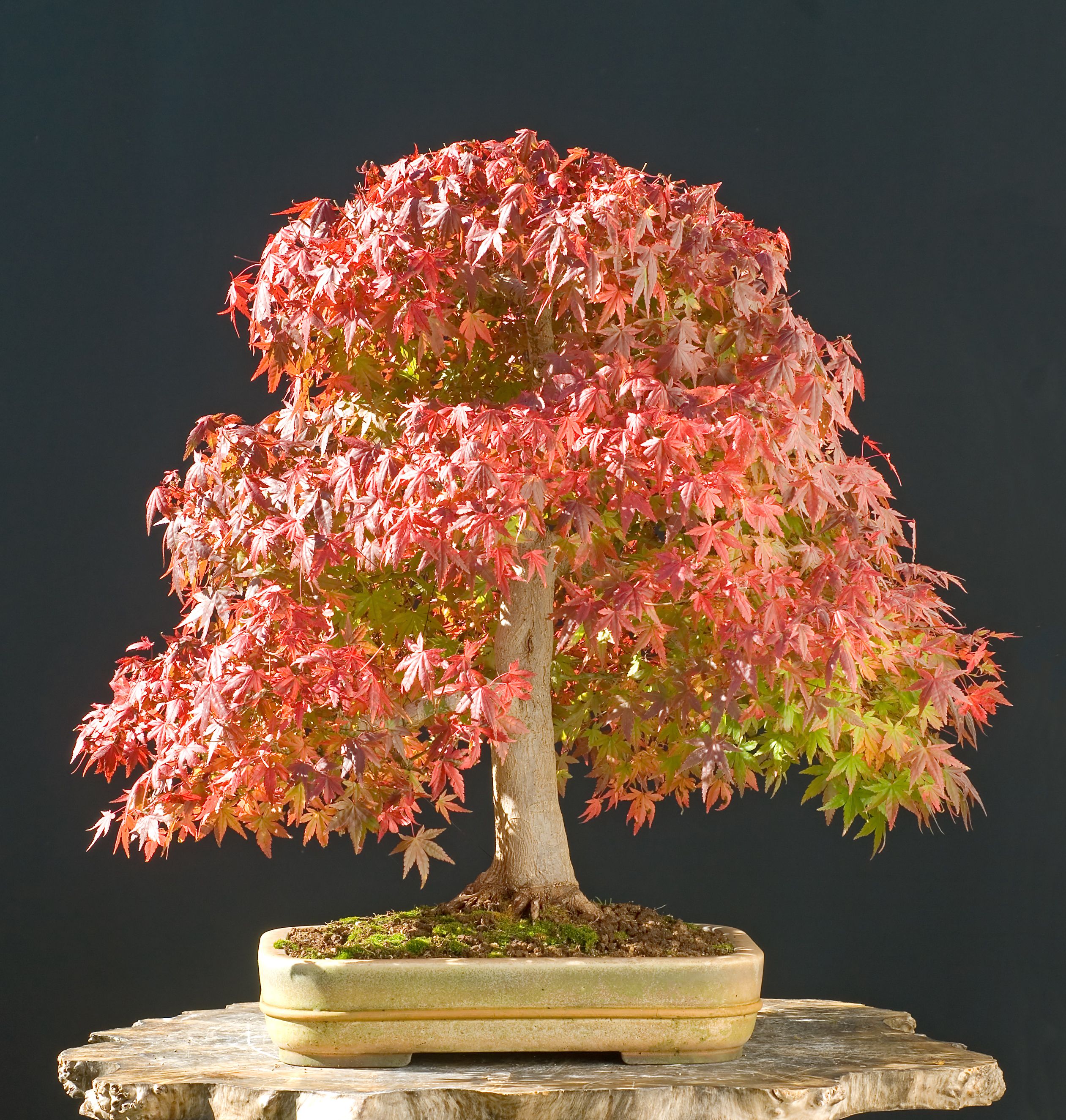 Japanese Maple Bonsai How To Take Care Of A Tree.