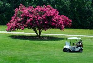 Crape Myrtle Bonsai