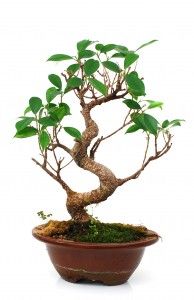 Ficus Bonsai - Indoor Bonsai Tree