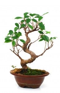 Golden Gate Ficus Bonsai