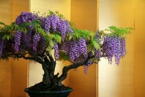 Wisteria Bonsai