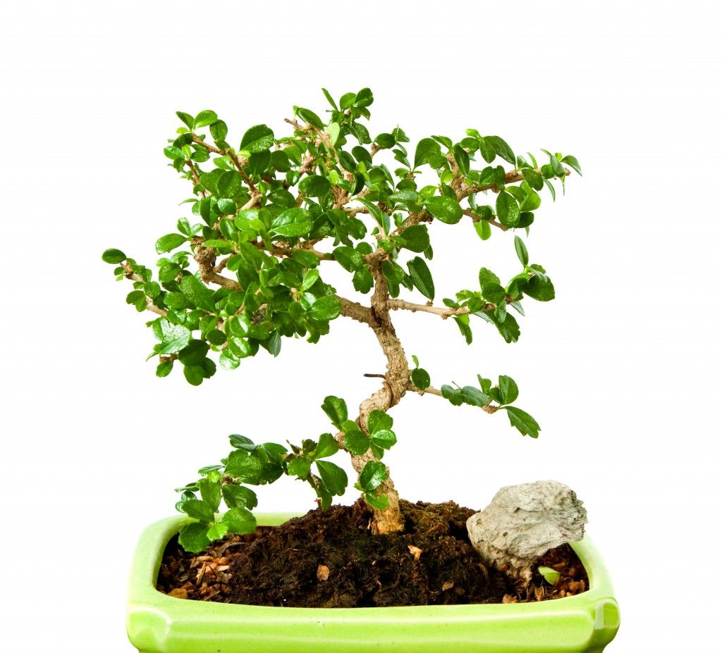 Fukien Tea Bonsai - Indoon Bonsai Tree