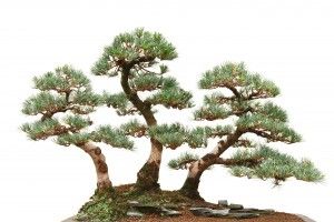 Japanese White Pice Bonsai