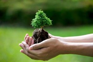 Repotting a Bonsai