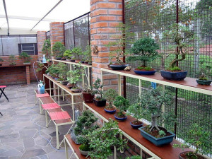 A large display of trees in bonsai pottery