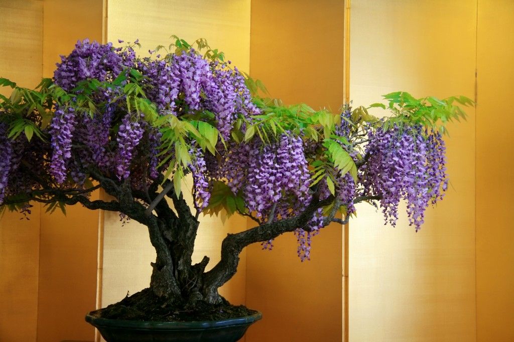 Wisteria Bonsai | How to Take Care of a Bonsai Tree